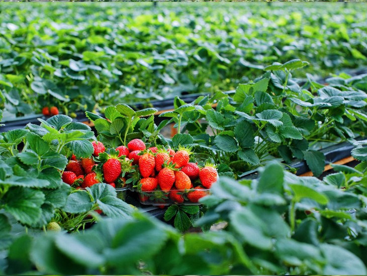 Visiting strawberry farms in Da Lat - ảnh 2
